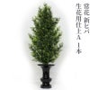 常花 新ヒバ 生花用仕上A 1本（水上寸法45cm～90cm 4種類）