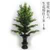 常花 新ヒバ 生花用仕上B 1本（水上寸法60cm～90cm 3種類）