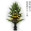 常花 新ヒバ 色花添えA 水上寸法100cm  1本