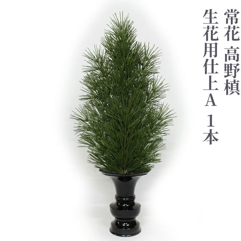 常花 高野槙 生花用仕上A 1本（水上寸法45cm～90cm 4種類） | 寺院用