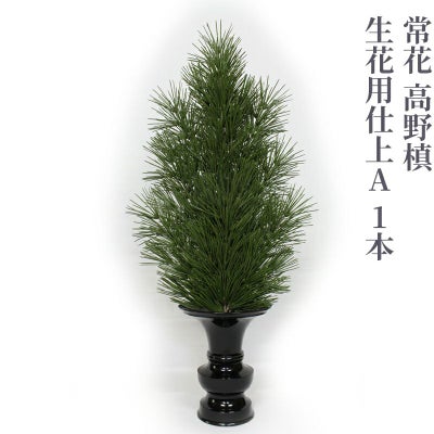 常花 高野槙 生花用仕上A 1本（水上寸法45cm～90cm 4種類）