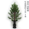 常花 高野槙 生花用仕上B 1本（水上寸法60cm～90cm 3種類）