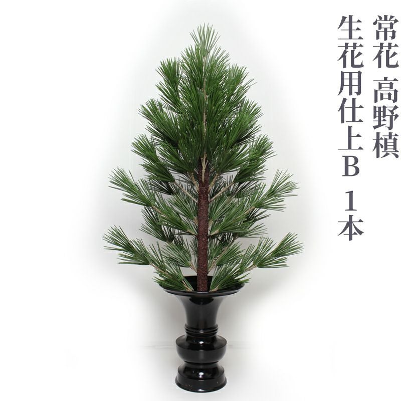 常花 高野槙 生花用仕上B 1本（水上寸法60cm～90cm 3種類）