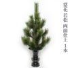 常花 若松 両面仕上 1本（水上寸法60cm～90cm 3種類）
