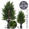 ひばC 花あわせ仕上（水上げ60～90cm 3種類）HB301