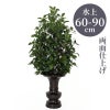 しきび 両面仕上（水上げ60～90cm 3種類）SB102