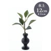しきび 花瓶 水上げ12cm SB202-12
