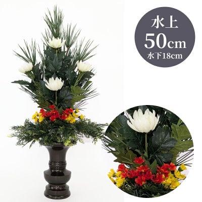 高野槇 色花添 24-5 水上げ50cm KM101-IB24-5